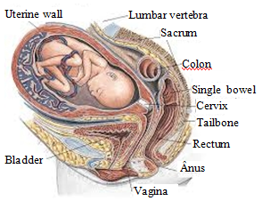 Picture baby in uterus