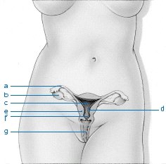 Female Organs