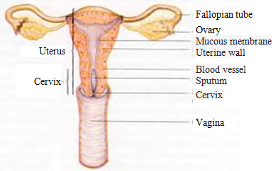 Graphic of Uterus