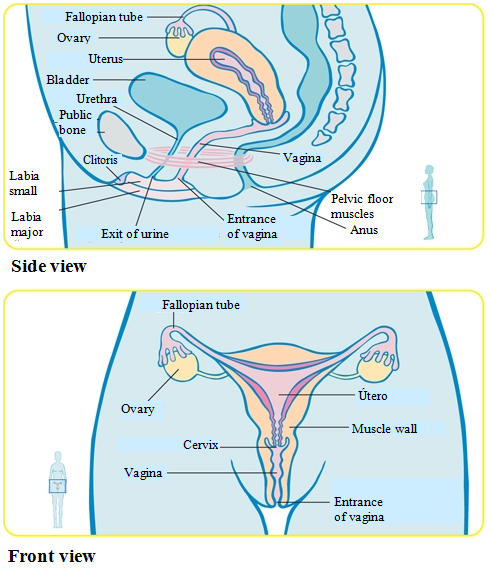 Female organs